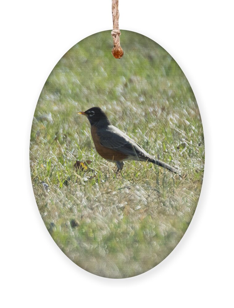 American Robin Ornament featuring the photograph The Lone Robin by Holden The Moment