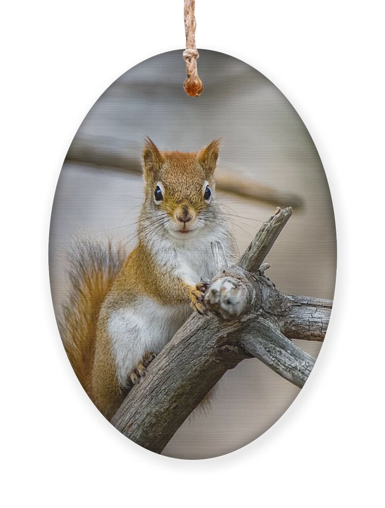 Squirrel Ornament featuring the photograph The Look by Bob Orsillo