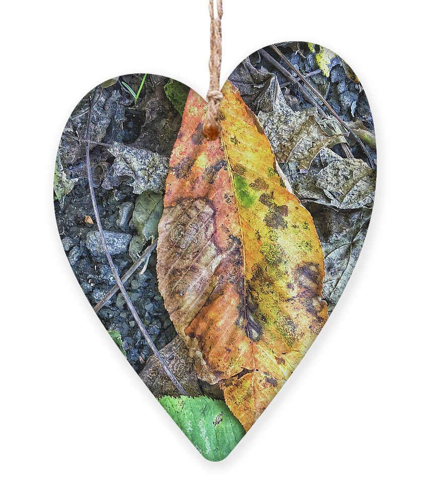 Autumn Ornament featuring the photograph The Measure of Leaves by Kerri Farley
