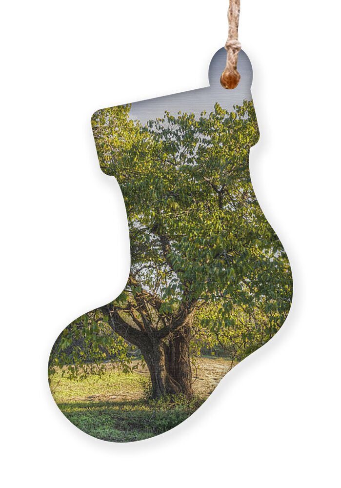 Appalachia Ornament featuring the photograph The Mulberry Tree by Debra and Dave Vanderlaan