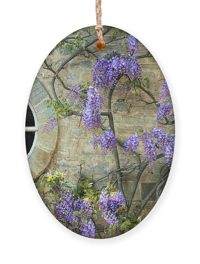 Wisteria Ornament featuring the photograph The Oval Window by Tim Gainey