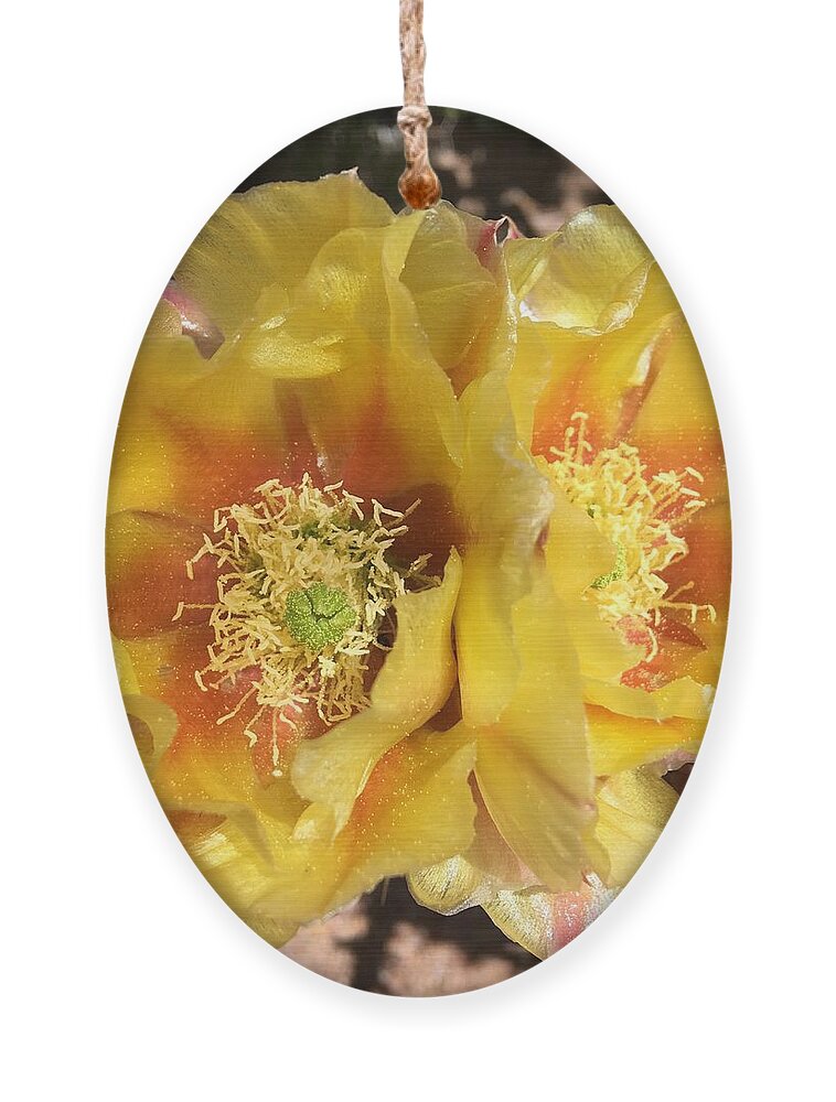 Cactus Flower Ornament featuring the photograph The Secrets of a Cactus by Pamela Henry