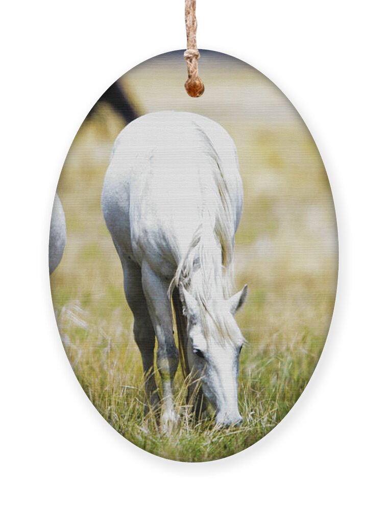 Horses Ornament featuring the photograph The three amigos grazing by Bryan Carter
