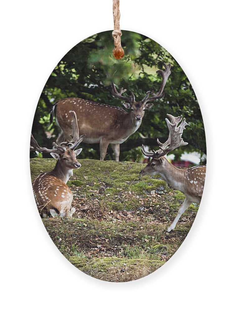 Three Fallow Deer Bucks Ornament featuring the photograph Three Bucks by Torbjorn Swenelius