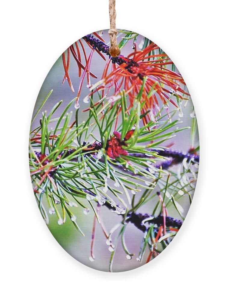Idaho Ornament featuring the photograph Thru the winter beauty by Merle Grenz