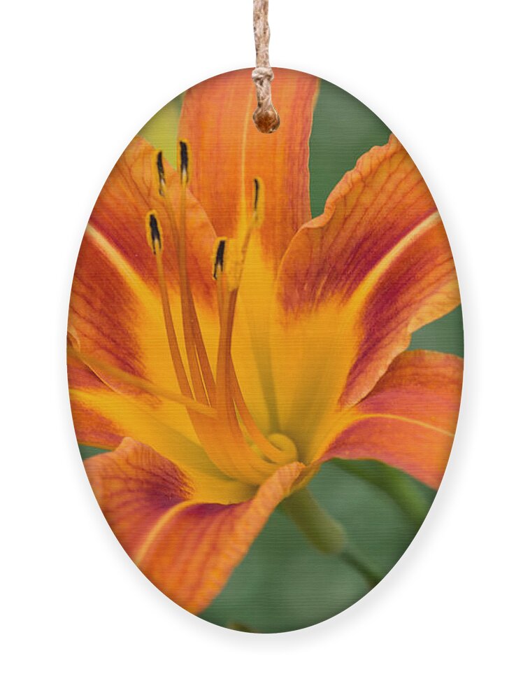 Daylily Ornament featuring the photograph Daylily by Holden The Moment