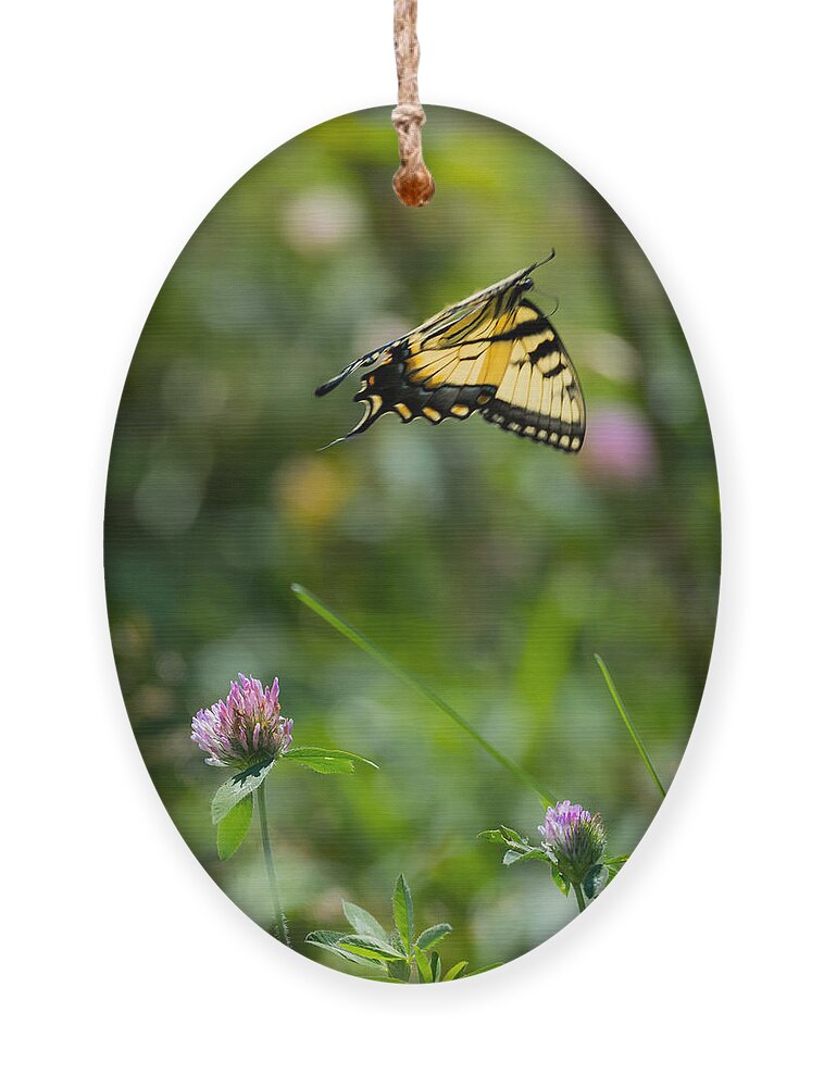 Tiger Swallowtail Butterfly In Flight Ornament featuring the photograph Tiger Swallowtail Butterfly In Flight by Holden The Moment