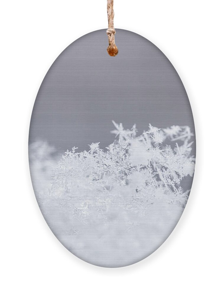 Snow Ornament featuring the photograph Tiny Worlds I by Ana V Ramirez