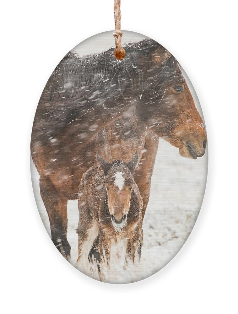 Wild Horses Ornament featuring the photograph Treasure and Storm by John T Humphrey