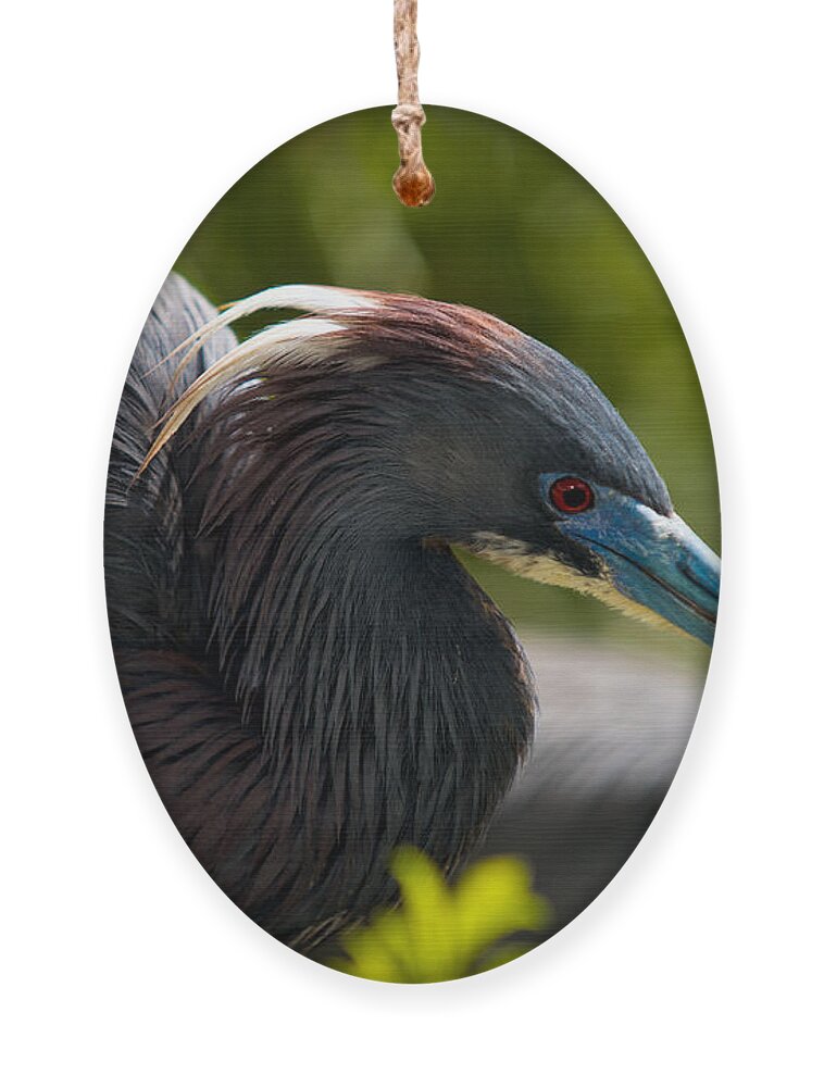 Nature Ornament featuring the photograph Tri-Colored Heron by Christopher Holmes