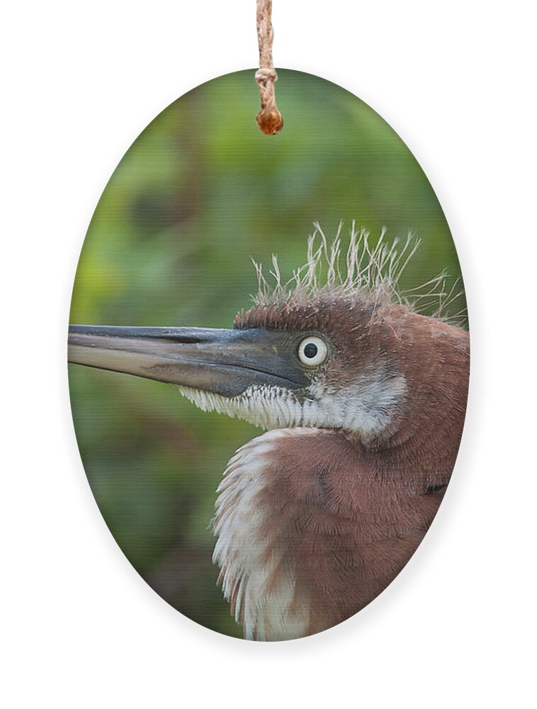 Heron Ornament featuring the photograph Tricolored Heron - Bad Hair Day by Paul Rebmann