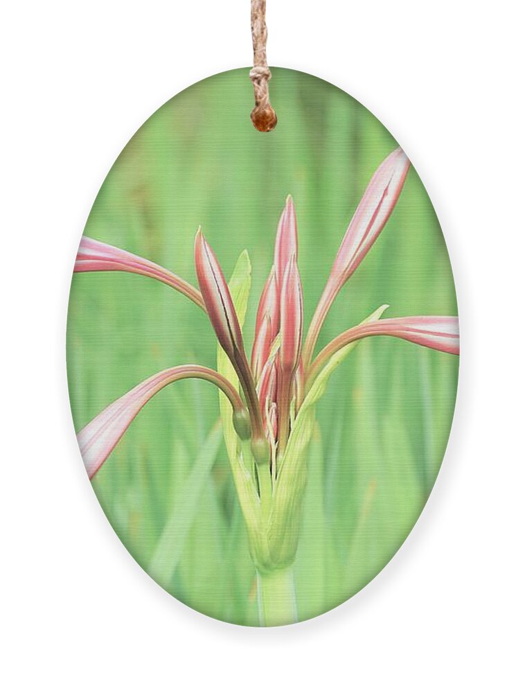 Flowers Ornament featuring the photograph Trumpet by Merle Grenz