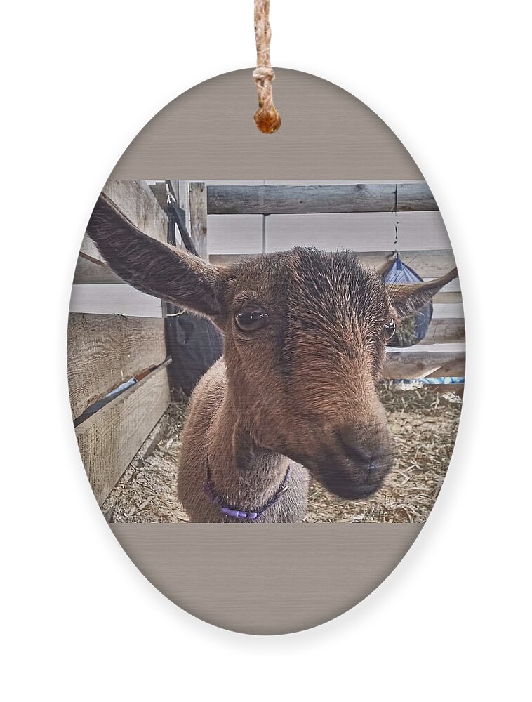 Goat Ornament featuring the photograph Tuned In by Dani McEvoy