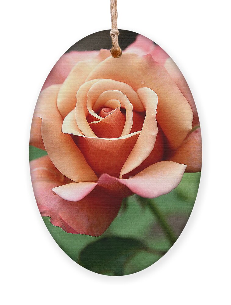 Roses Ornament featuring the photograph Tuscan Sun by Gina Fitzhugh