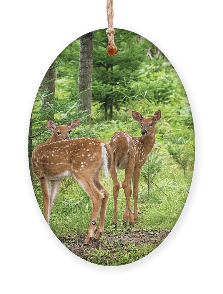 Twin Fawn Print Ornament featuring the photograph Twin Fawns Whitetail Deer Print by Gwen Gibson