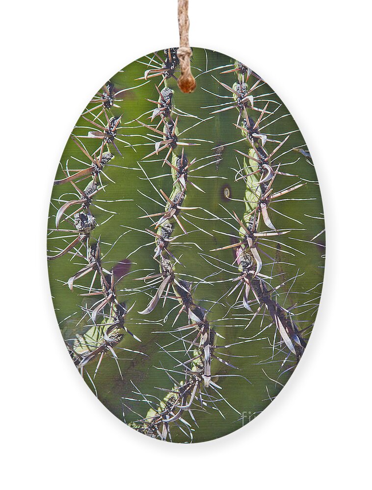 Arizona Ornament featuring the photograph Twisted by Kathy McClure