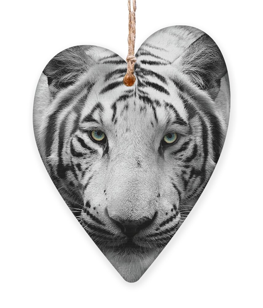 Bengal Tigers Ornament featuring the photograph Tzatziki in Black and White by Susan Rissi Tregoning