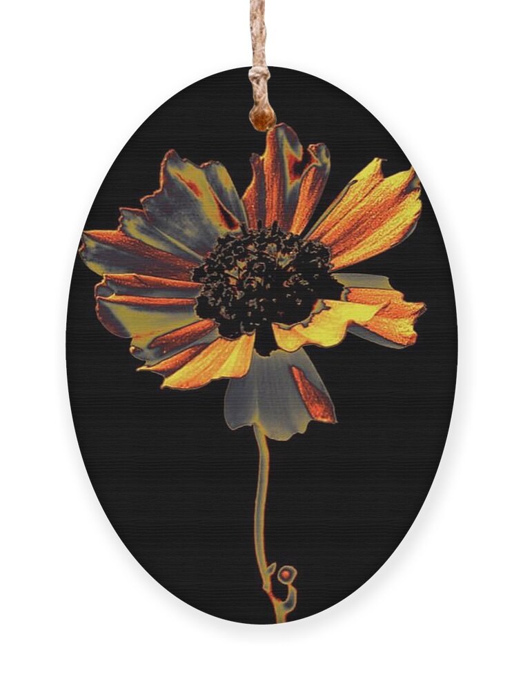 Flower Ornament featuring the photograph Uniquely Solo by Dani McEvoy