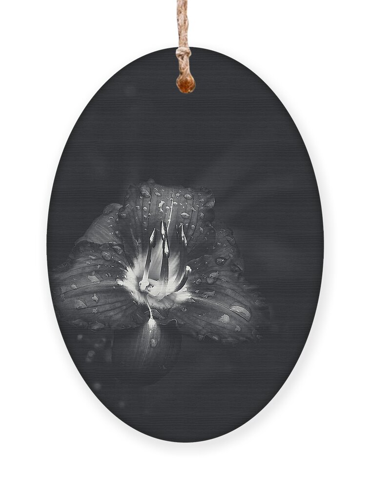 Lily Ornament featuring the photograph Untitled Lily by Scott Norris