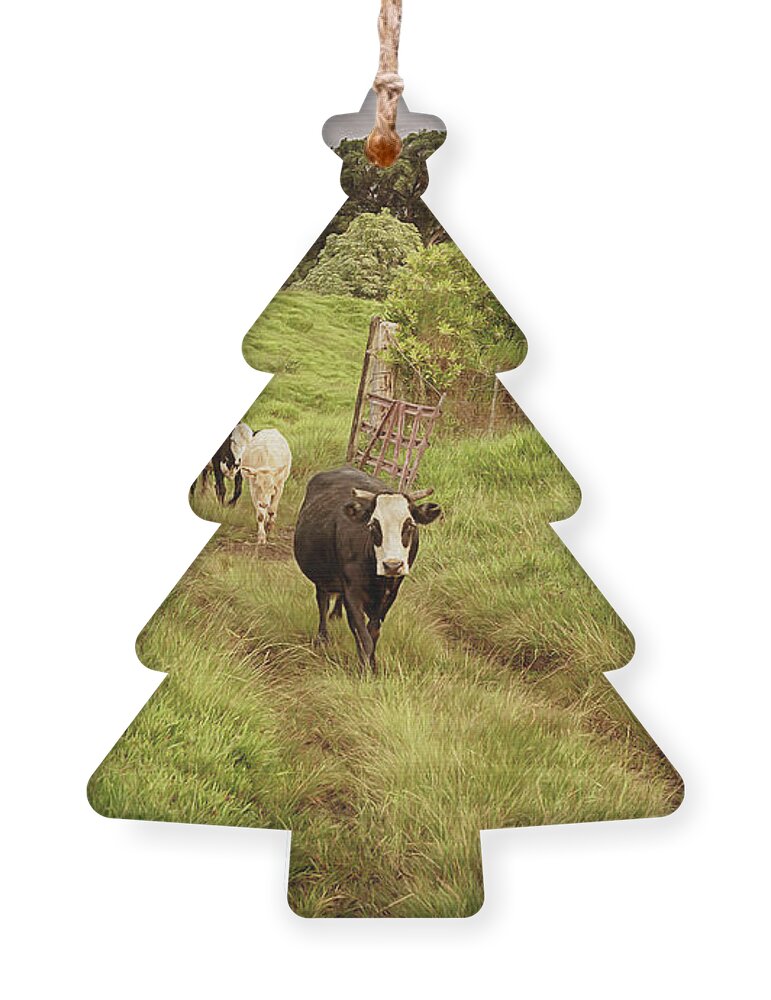 Cows Ornament featuring the photograph Upcountry Ranch by Susan Rissi Tregoning