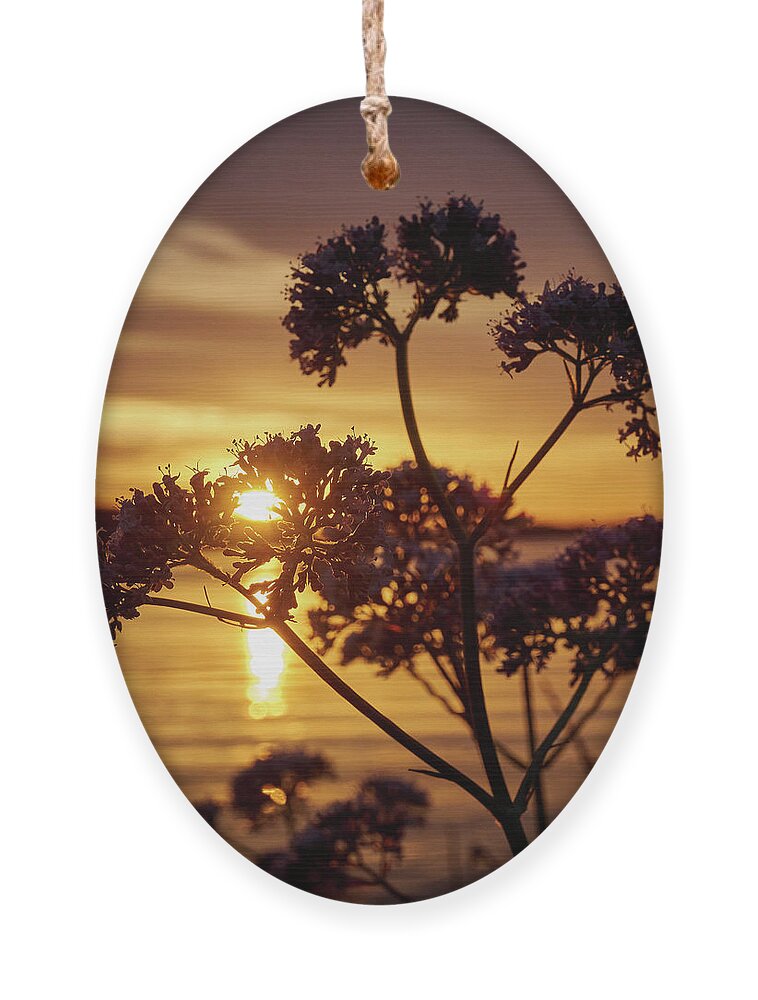 Finland Ornament featuring the photograph Valerian sunset by Jouko Lehto