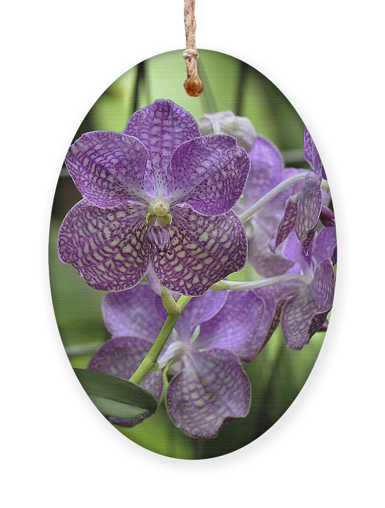 Orchid Ornament featuring the photograph Vanda Orchid by Susan Rissi Tregoning
