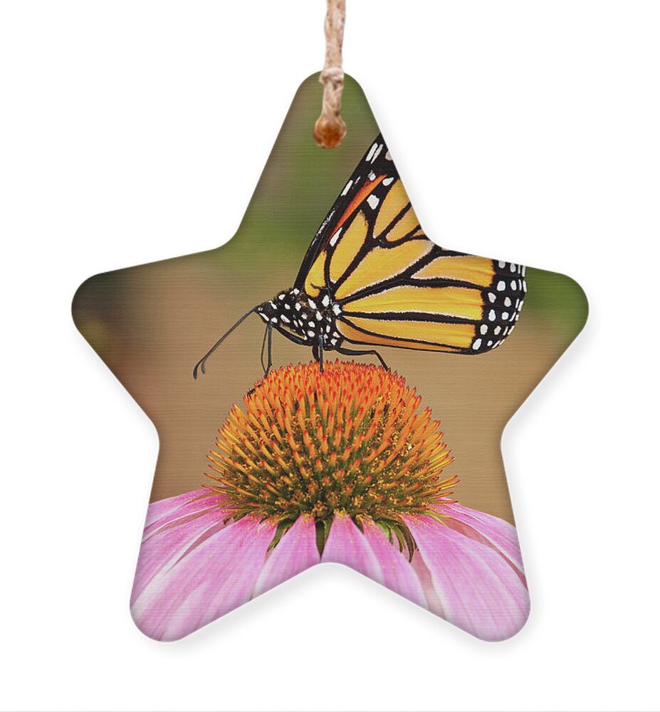 Animal Ornament featuring the photograph Monarch Butterfly on a Purple Coneflower by Jeff Goulden