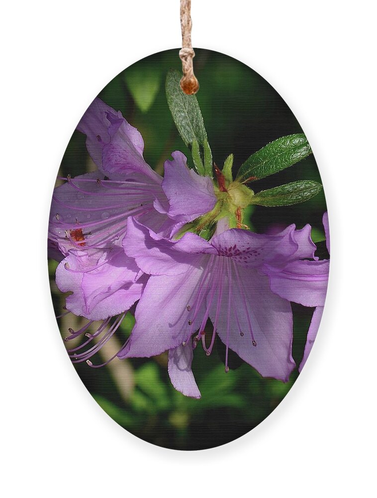 Azaleas Ornament featuring the photograph Violet Azaleas by Angie Tirado