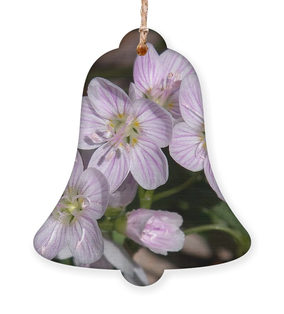 Spring Ornament featuring the photograph Virginia or Narrowleaf Spring-Beauty DSPF041 by Gerry Gantt