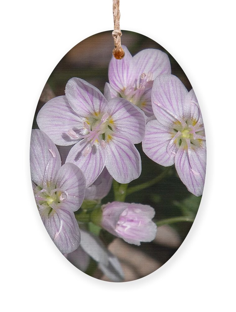 Spring Ornament featuring the photograph Virginia or Narrowleaf Spring-Beauty DSPF041 by Gerry Gantt