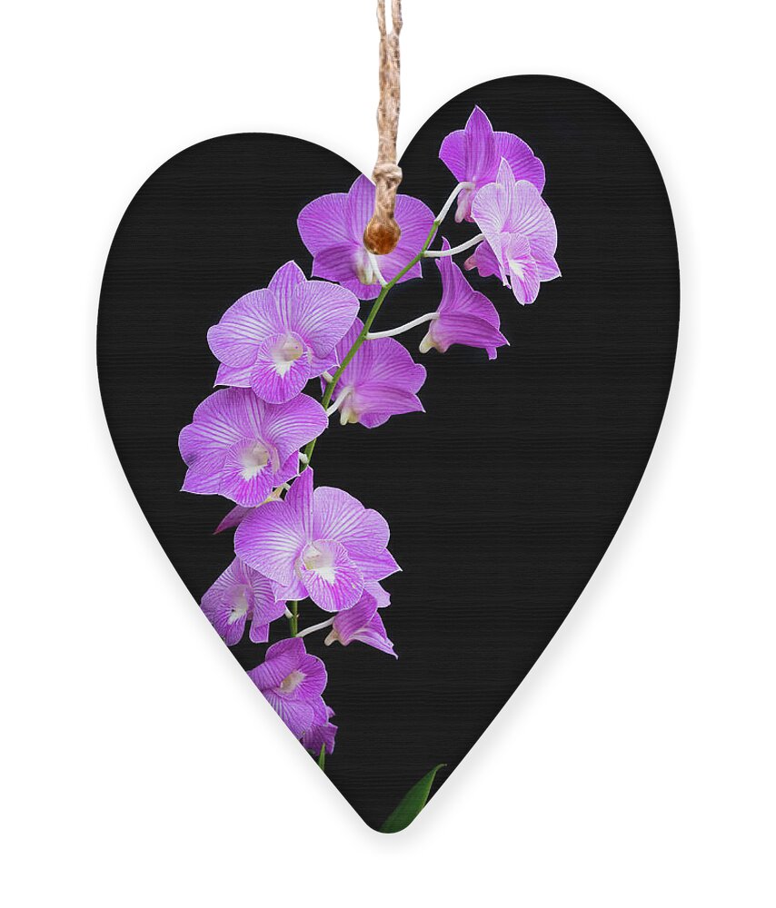 Hawaii Ornament featuring the photograph Vivid Purple Orchids by Denise Bird