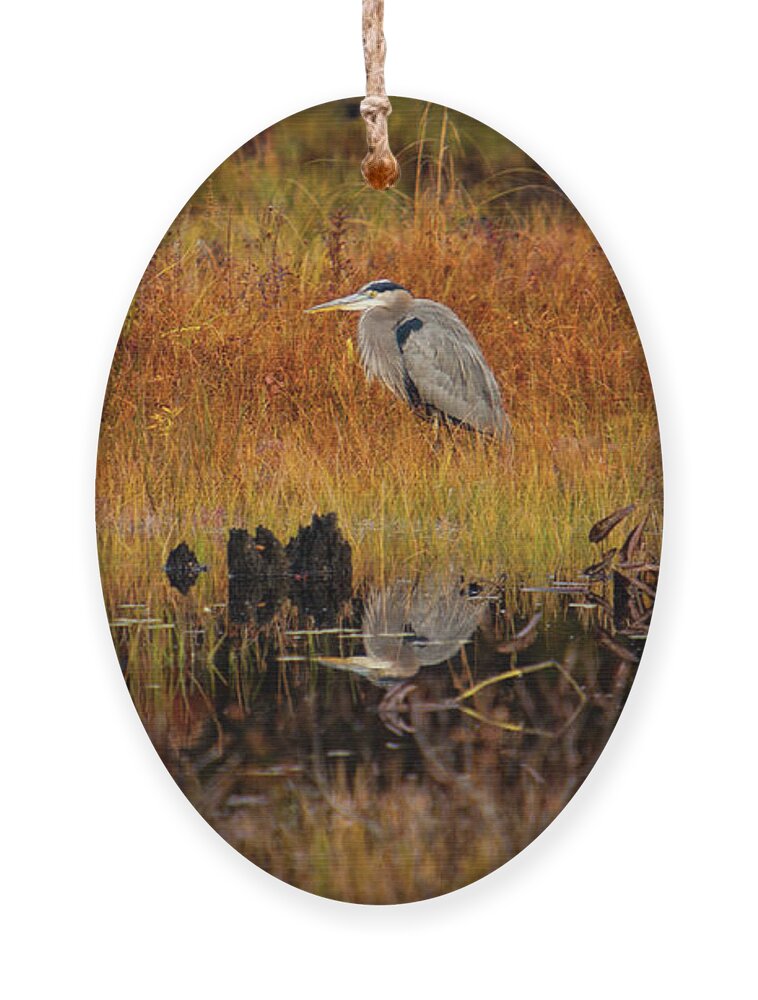Blue Heron Ornament featuring the photograph Blue Heron Waiting for breakfast by Jeff Folger