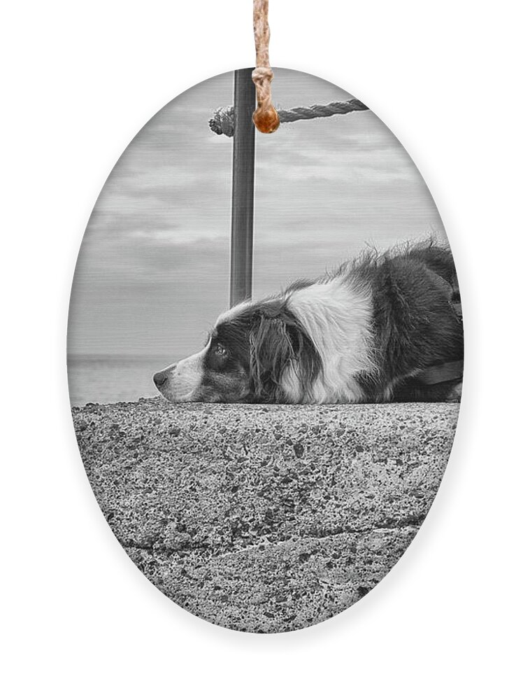Sheepdog Ornament featuring the photograph Waiting for My Fisherman by Becqi Sherman