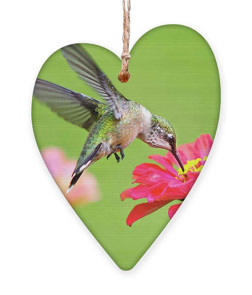 Hummingbird Ornament featuring the photograph Hummingbird Waiting in the Wings by Christina Rollo
