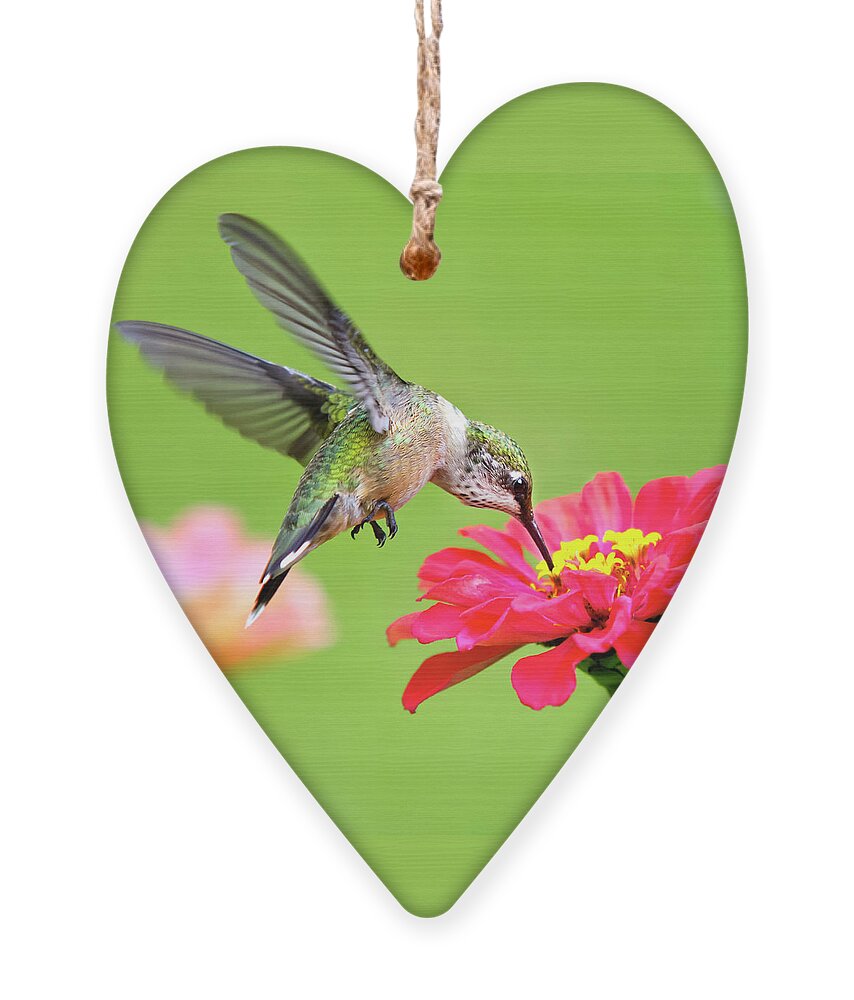 Hummingbird Ornament featuring the photograph Waiting in the Wings Hummingbird Square by Christina Rollo