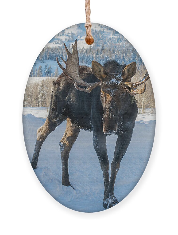 Moose Ornament featuring the photograph Walkin' The Road by Yeates Photography