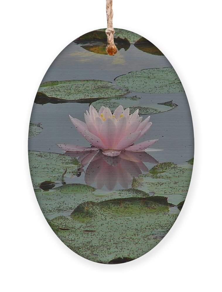 Flower Ornament featuring the photograph Water Lily by Carl Moore