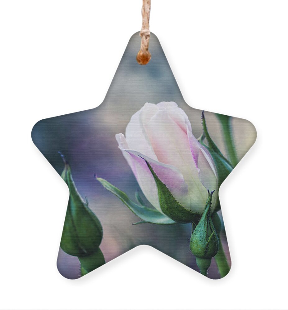 Flower Ornament featuring the photograph Watercolor Rose by Laura Roberts