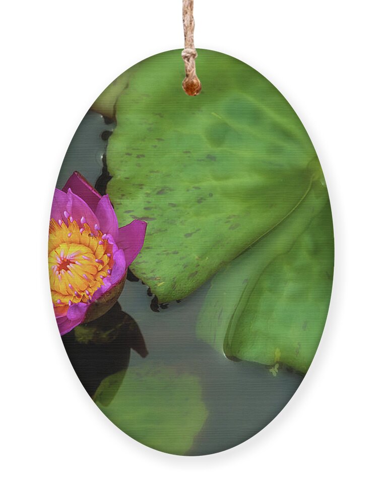 Nature Ornament featuring the photograph Waterlily 5 by Jonathan Nguyen