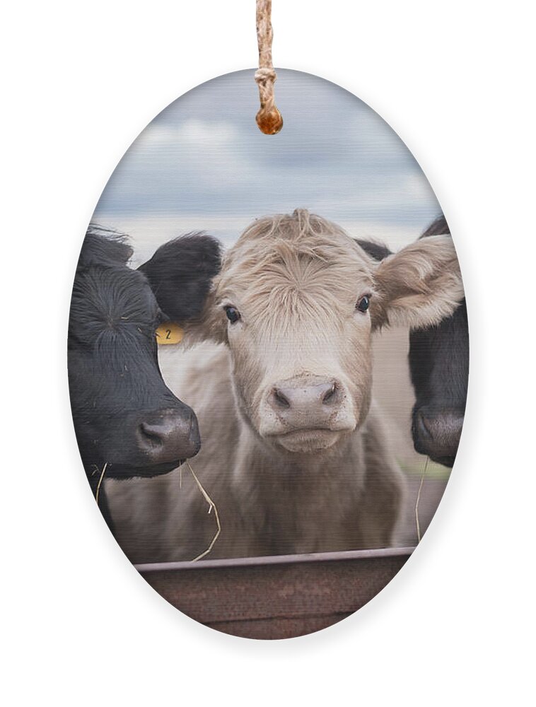 Cows Ornament featuring the photograph We Three Cows by Holden The Moment