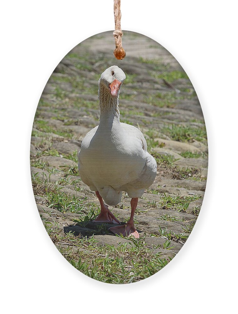 Goose Ornament featuring the photograph Well Hello by Holden The Moment