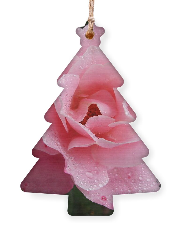 Roses Ornament featuring the photograph Wet Simplicity by Anjel B Hartwell
