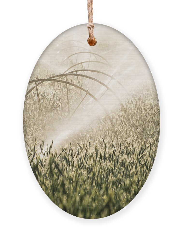 Agricultural Ornament featuring the photograph Wheat Crop Being Irrigated in Central Oregon by Bryan Mullennix