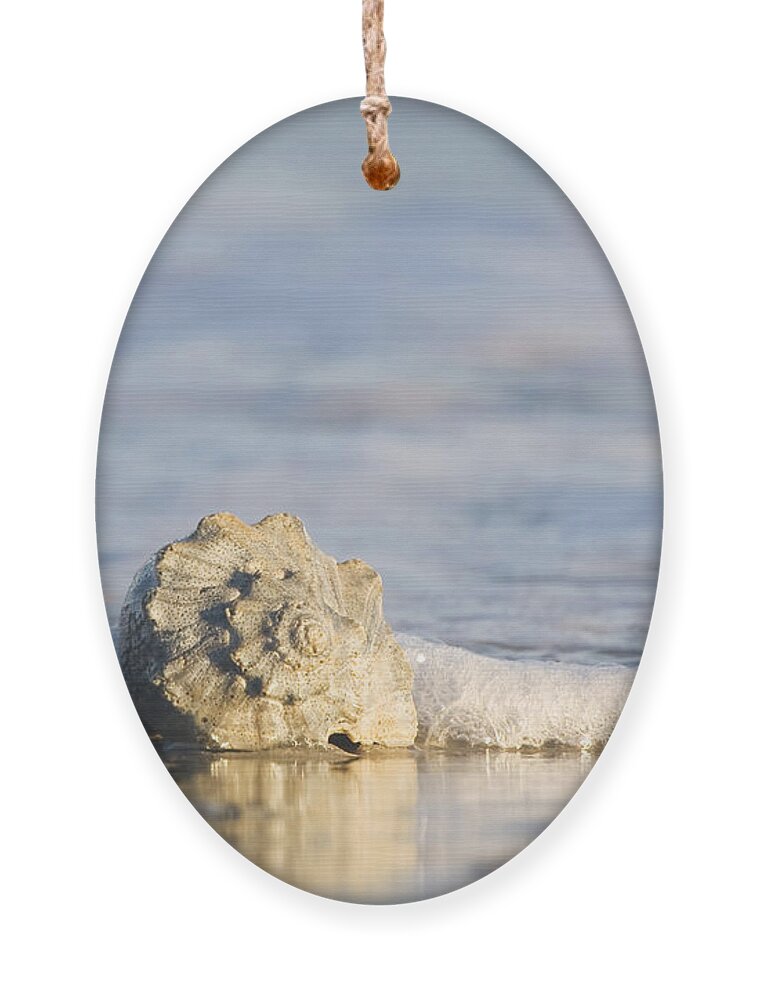 Whelk Ornament featuring the photograph Whelk in Surf Two by Bob Decker