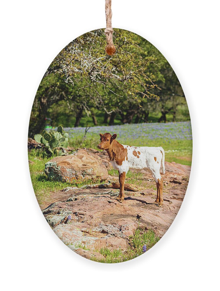 African Breed Ornament featuring the photograph Where's My Mother? by Raul Rodriguez