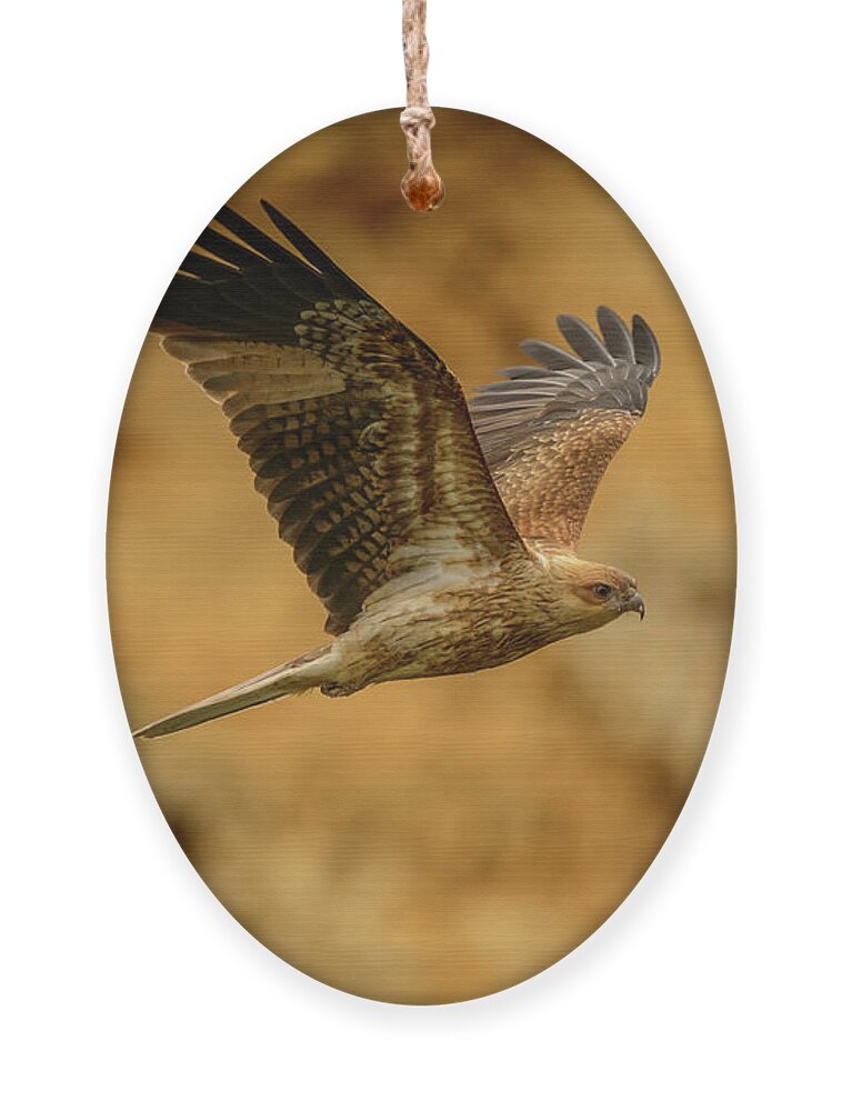 Bird Ornament featuring the photograph Whistling Kite 02 by Werner Padarin