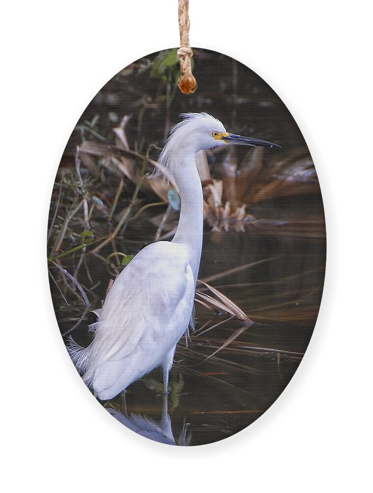 White Egret Ornament featuring the photograph White Egret in Florida pond by Peg Runyan