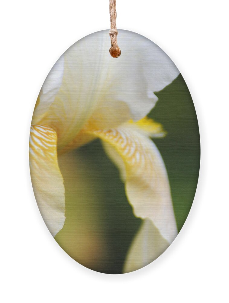 Iris Ornament featuring the photograph White Iris I by Jai Johnson