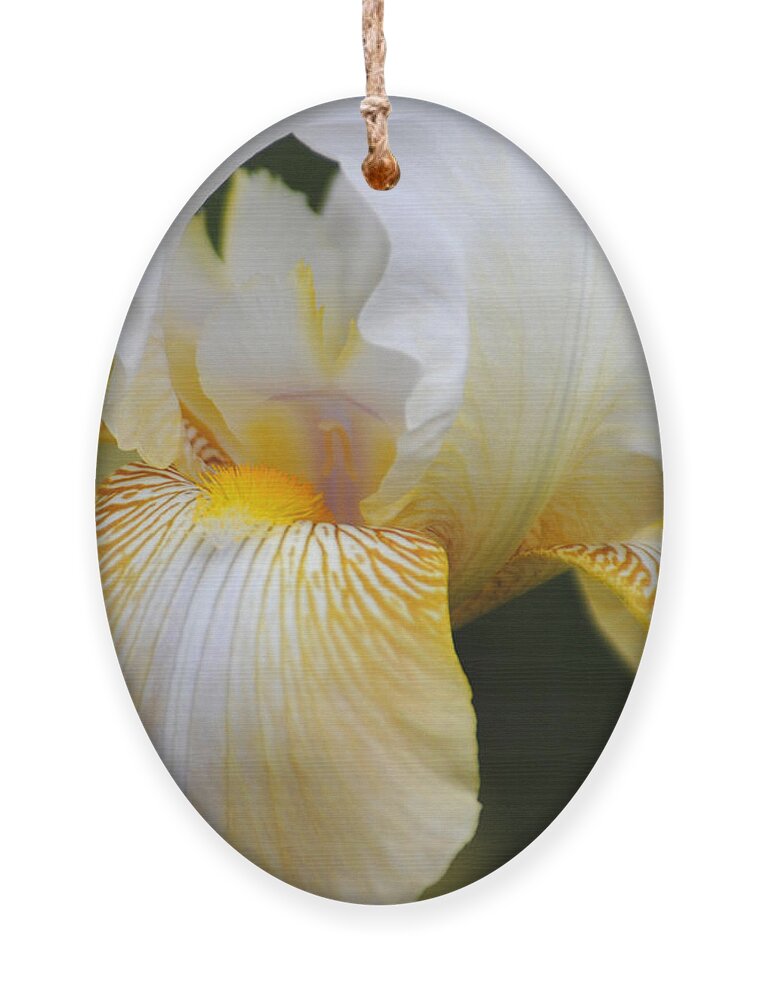 Iris Ornament featuring the photograph White Iris II by Jai Johnson
