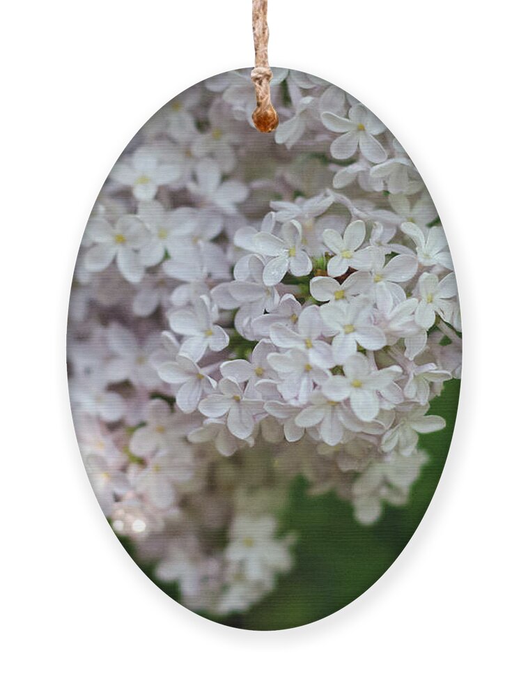 Lilac Ornament featuring the photograph White Lilacs by Laurel Best